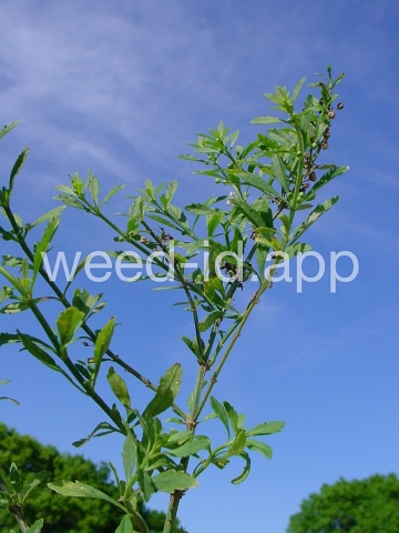 goatweed
